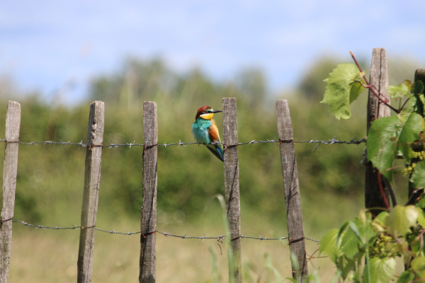 Le guêpier d'Europe (Merops apiaster) est une espèce d'oiseau qui étend son aire de nidification au nord en France © Pixabay